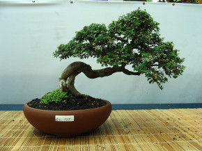 mostra bonsai ercolano