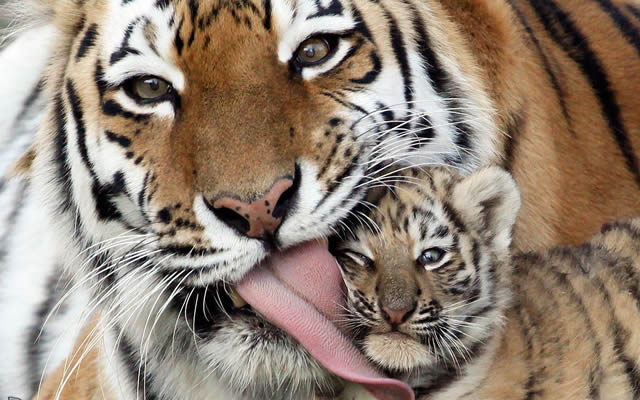 Zoo di Napoli apre una nuova grande area per le tigri