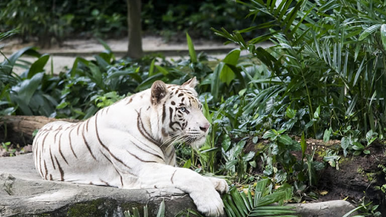 Risultati immagini per tigre bianca napoli da vivere