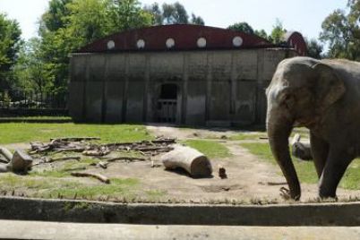 Arrivati-due-nuovi-elefanti-allo-zoo-di-Napoli-e1460633786841.jpg