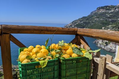 Limone-Sfusato-Amalfitano.jpg