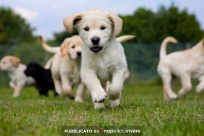 Puppies-Day-Care-a-Napoli-il-primo-Asilo-Nido-per-cuccioli-cani.jpg