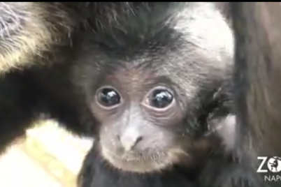 Tanti-cuccioli-allo-Zoo-di-Napoli-Coso-è-lultima-scimmietta-arrivata.png
