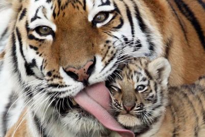Zoo-di-Napoli-apre-una-nuova-grande-area-per-le-tigri.jpg