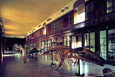 museo-zoologia-federico-II.jpg